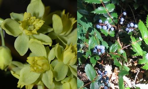 Mahonia nervosa/Portland Nursery