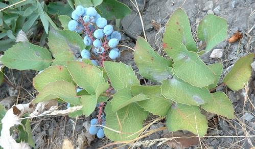 Mahonia repens/Portland Nursery