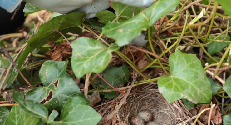 Nesting birds nearby; Do Not Disturb