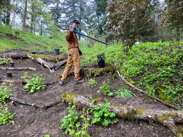 Anton, president of Friends of Terwilliger plants native plants at Bancroft right of way. 