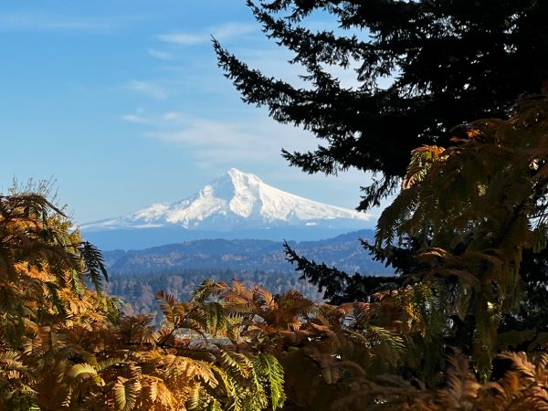 Mt Hood from Terwilliger Parkway