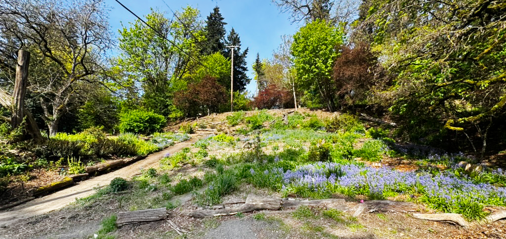 Walpole Garden in spring bloom
