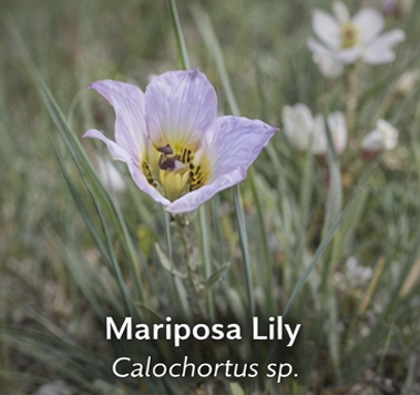 Mariposa Lily photo