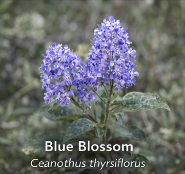 Blue Blossom photo