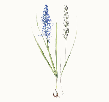 Common Camas illustration