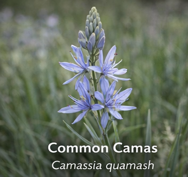 Common Camas photo