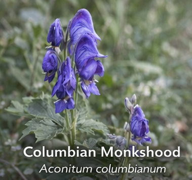 Columbian Monkshood photo