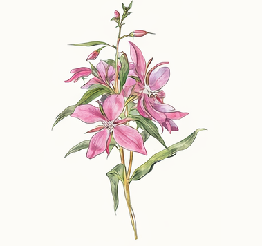 Dwarf Fireweed illustration