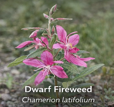 Dwarf Fireweed photo