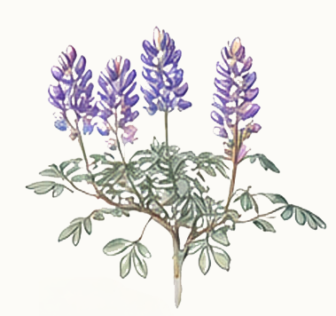 Dwarf Lupine illustration