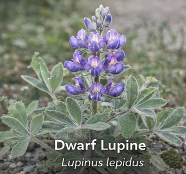 Dwarf Lupine photo