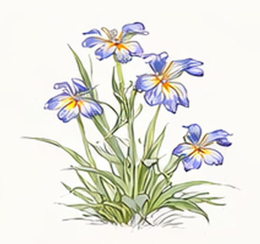 Flatface Calicoflower illustration