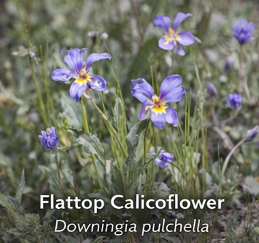 Flatface Calicoflower photo