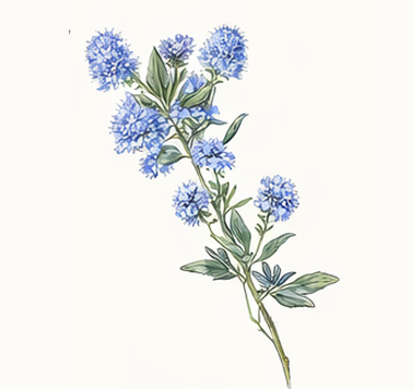 Mountain Sorrel illustration