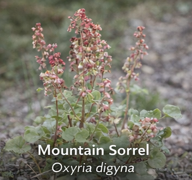 Mountain Sorrel photo