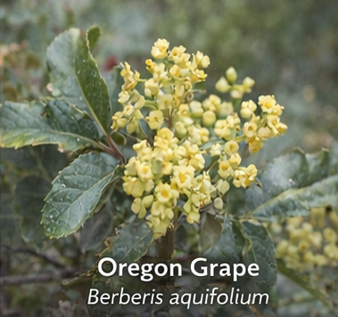 Oregon Grape photo