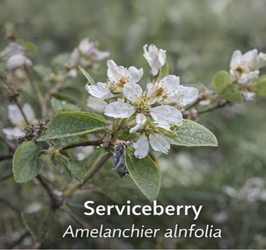 Serviceberry photo