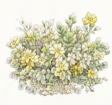 Stonecrop illustration