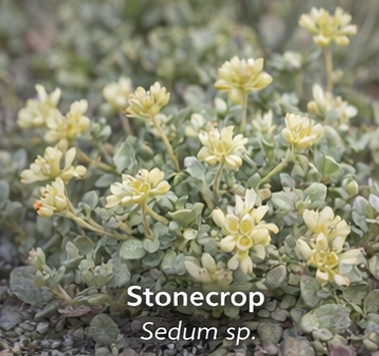 Stonecrop photo