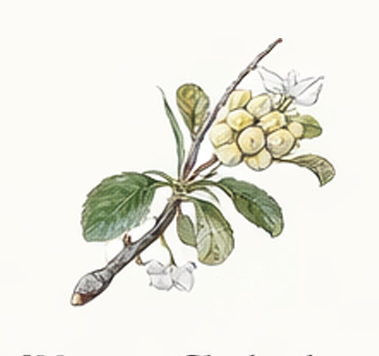 Western Chokecherry illustration
