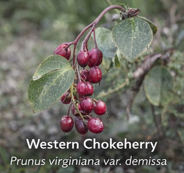Western Chokecherry photo